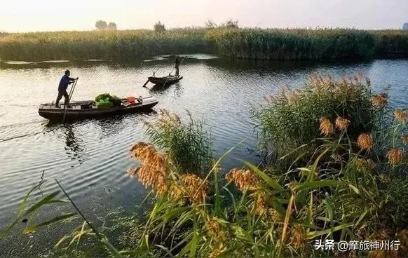芦苇荷花共绘诗意画卷，渔舟唱晚风景醉人心田。