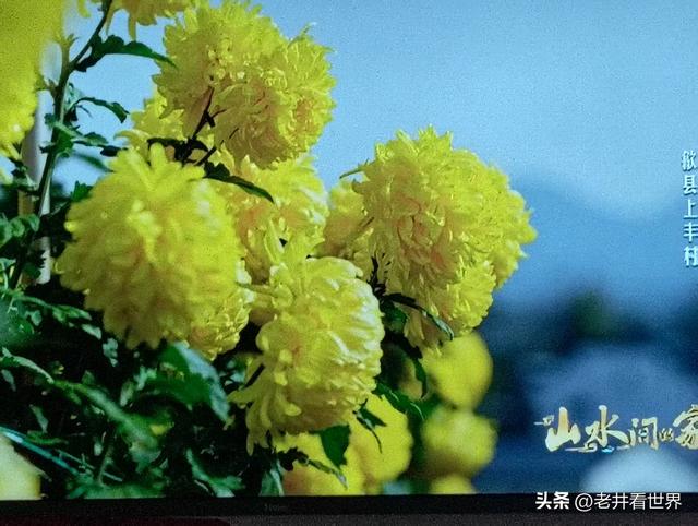 歙县归来不看菊 || 王留记