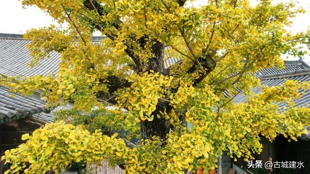 初冬雅韵:临安府署银杏换新妆