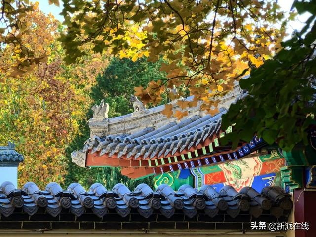 立冬已至，潍坊的秋意仍浓，这里的风景绝美