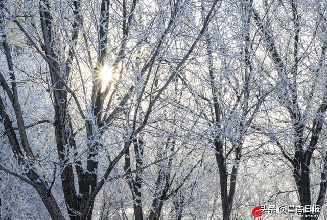 奇台雾凇上线！满城“银花”开，这是独属于昌吉的冬日浪漫
