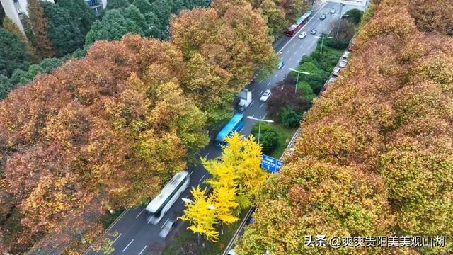 观山湖藏着一封金色情书，落款是银杏与梧桐（附最全攻略）