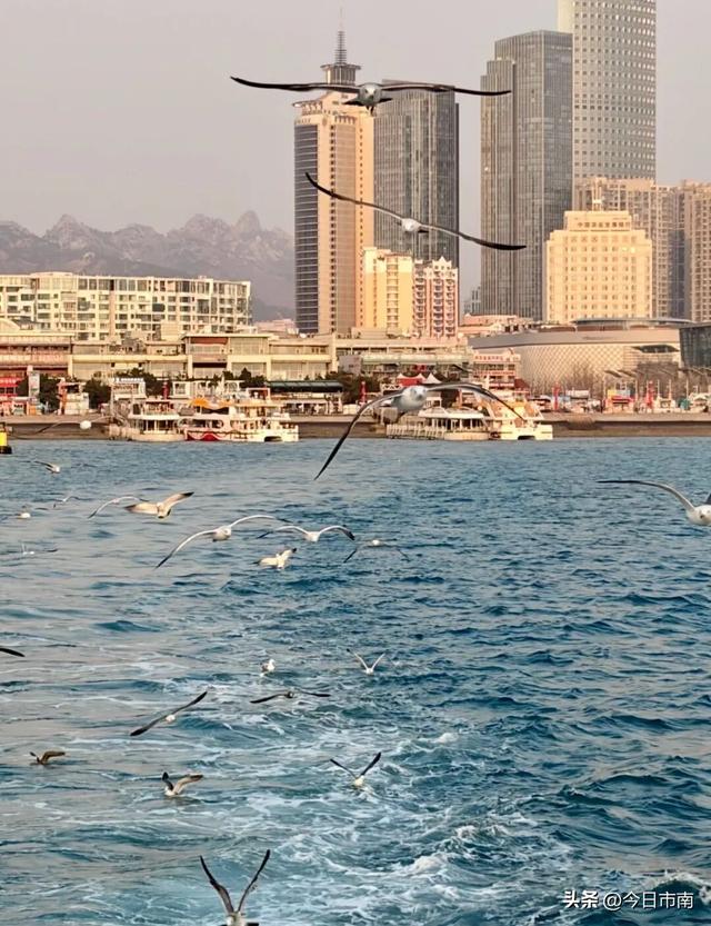 冬日限定浪漫！跟着蒋欣去海上喂海鸥！