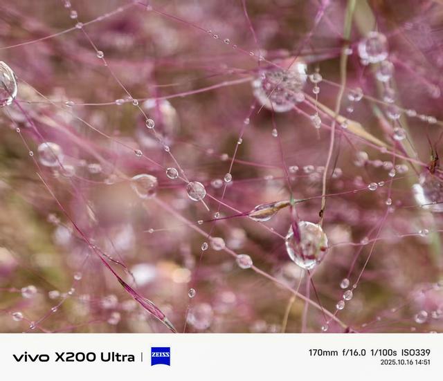 合肥蜀山区半日行：雨中粉黛花、小岭南文化赋能、科大硅谷