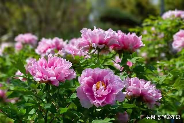 灵魂爱人	，此生唯一！哪怕青丝成雪，我依然爱你如初