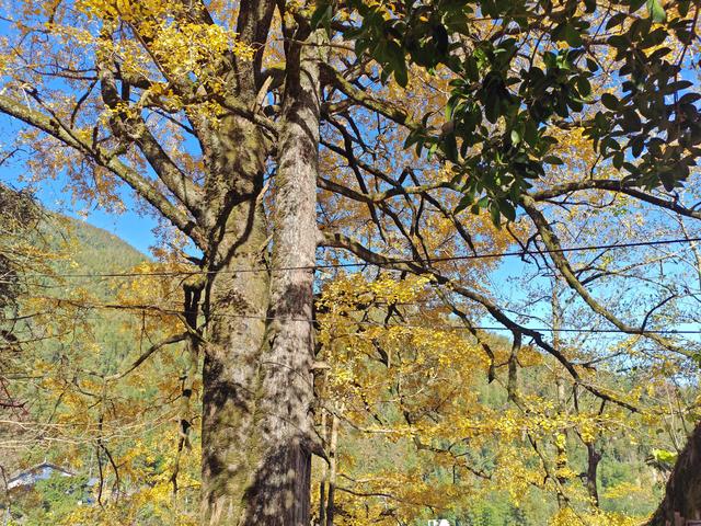 郁郁银杏无非般若，青青溪石尽是法身：宜春南惹古村印象（聂朋