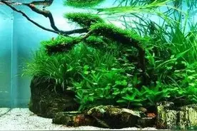 鱼缸里种这几种水草，水质清澈鱼也欢，新手也能轻松养！图片