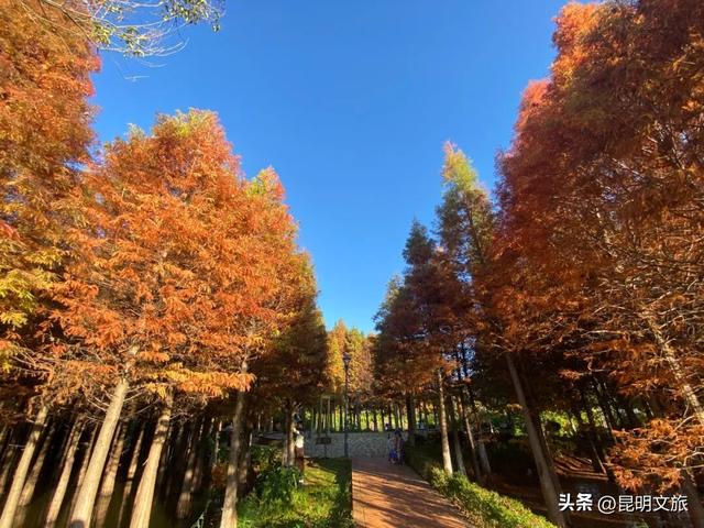 美！美美美！昆明超全水杉打卡地来袭！保姆级攻略快收藏，周末一定要冲~