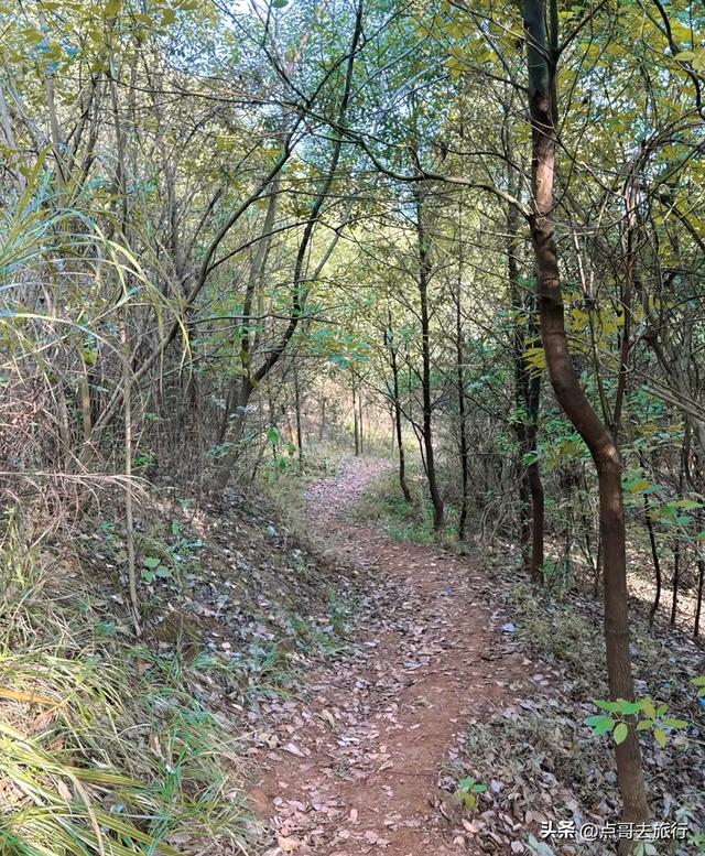 成都龙泉山冷门徒步路线，大片桉树林超美，不要门票，野趣十足！