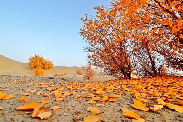 出片率100%！赴一场沙漠胡杨的金色之约