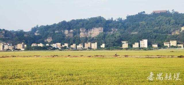 你知不知“稻”？番禺这片稻田美成了童话