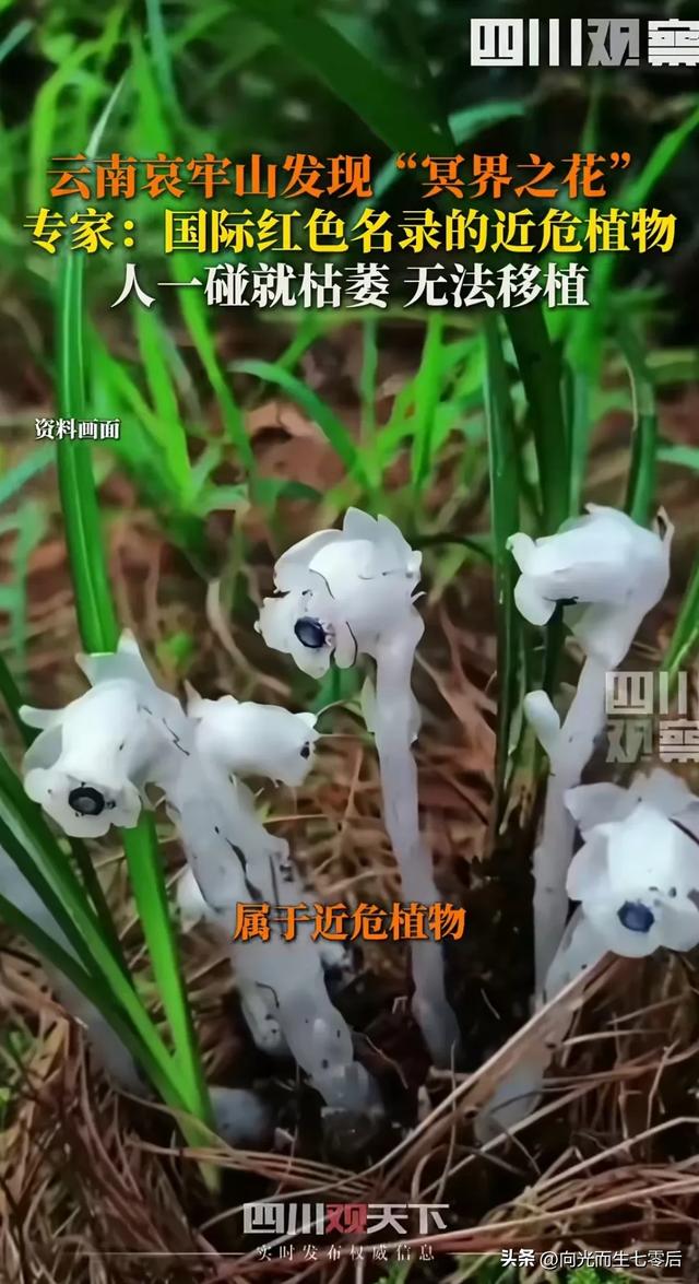 哀牢山发现7株冥界之花