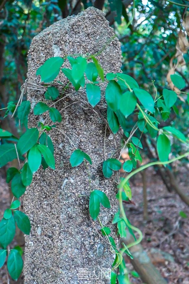 珠海5000年沙丘遗址秘境，免费开放！