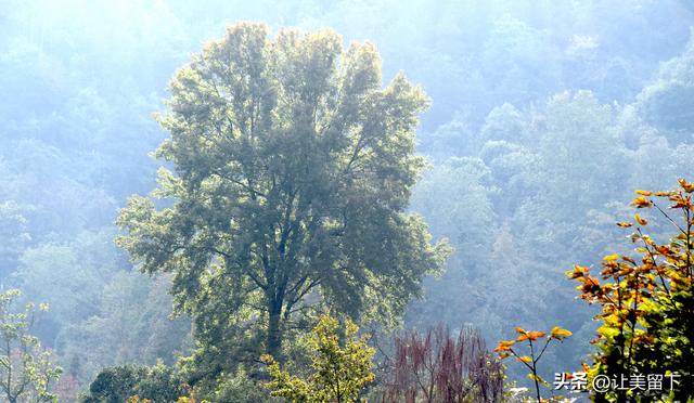 贵州贵阳乌当区的柿子和彩林，体验初冬之韵