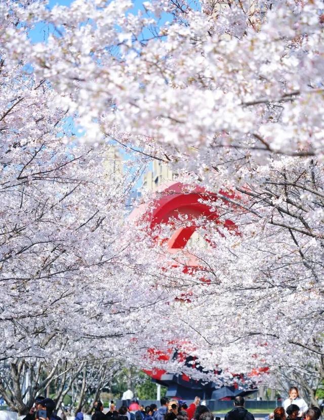 合肥三月花讯 | 后来，我逢人就说，合肥的春天有多浪漫 | 春游江淮