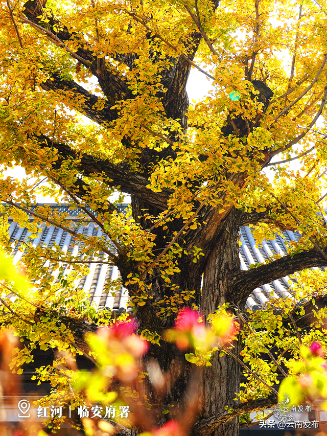 壁纸上新！云南银杏树集体换上绝美金装