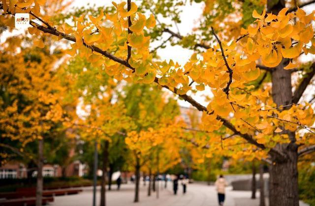 古城与秋叶的交响