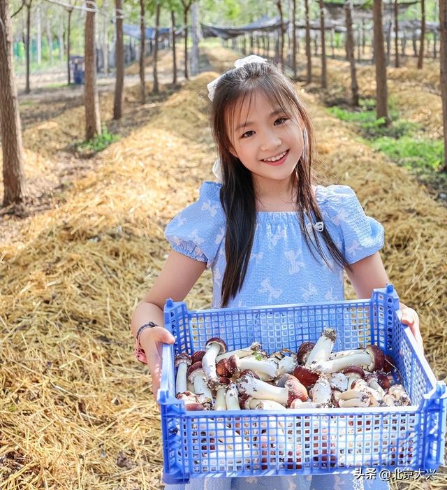 实现赤松茸自由！大兴这个遛娃圣地藏不住了