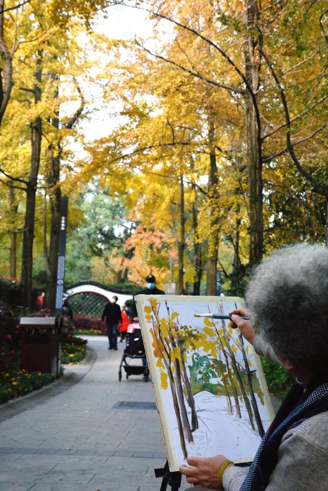 地铁直达！免费！成都20个绝美赏秋地，银杏水杉梧桐红枫限时上演！就在家门口！