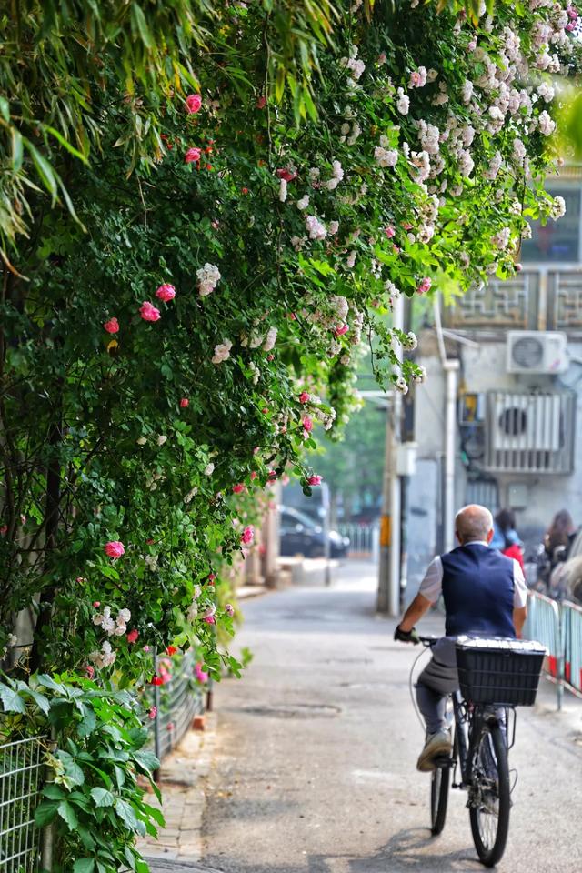 看东城，一路繁花，四季幻彩！