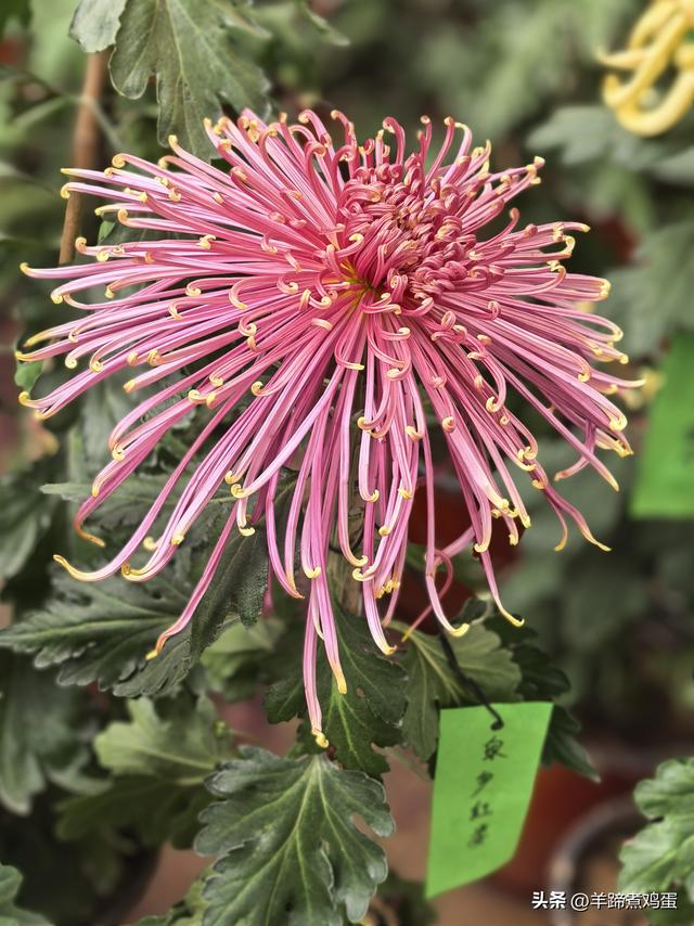 秋风独宠一园菊，晚来香艳出樊篱——北京北海公园2025年菊花展