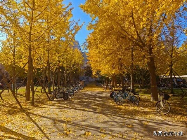 【石家庄】河北经贸大学银杏节预览，随手一拍都是壁纸