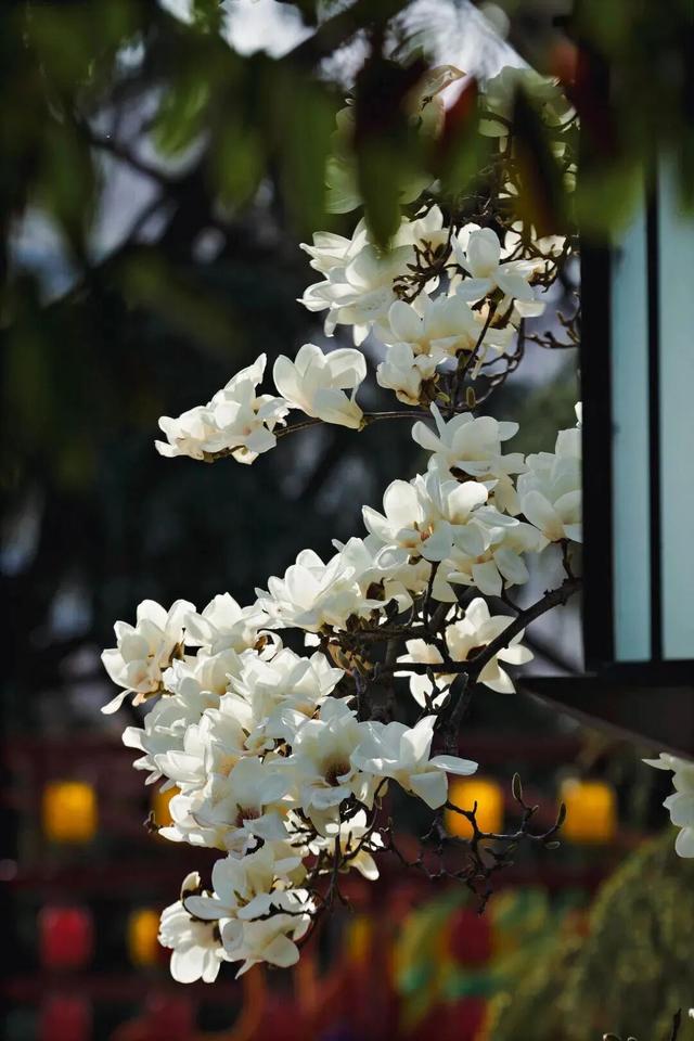 大寒至，春可期，昆明这些地方繁花似锦！