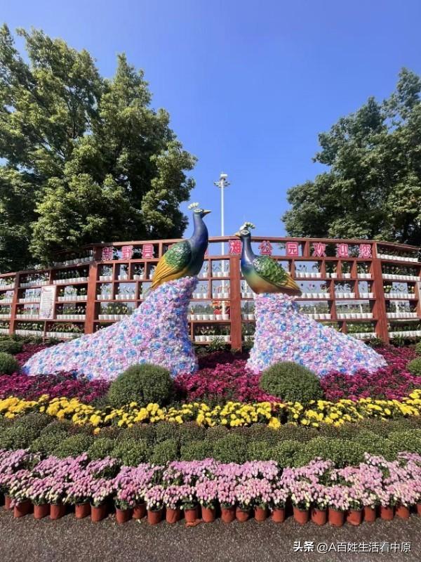 菊香飘满城 新野启新程——2025年新野县菊花文化展开幕