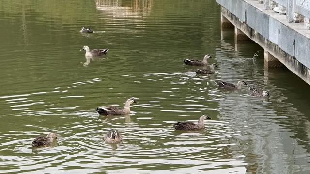 南宁花卉公园里有人“养鸭”?赏花听到湖里有鸭叫声,咋回事?