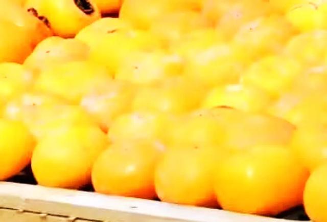 桂林：不入柿园，怎知秋色几许！