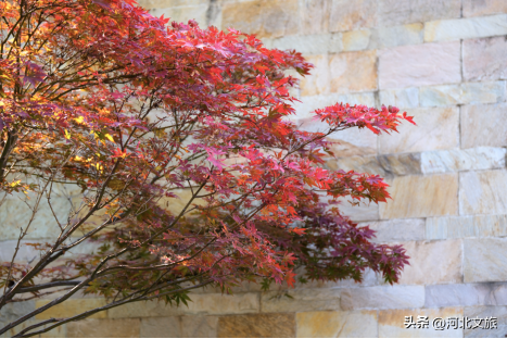 别错过！石家庄市城区赏秋最全指南，来啦→