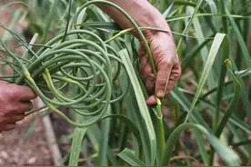 揭秘蒜农不外传的绝技：手把手教你科学拔蒜苔，增产增收有妙招！图片