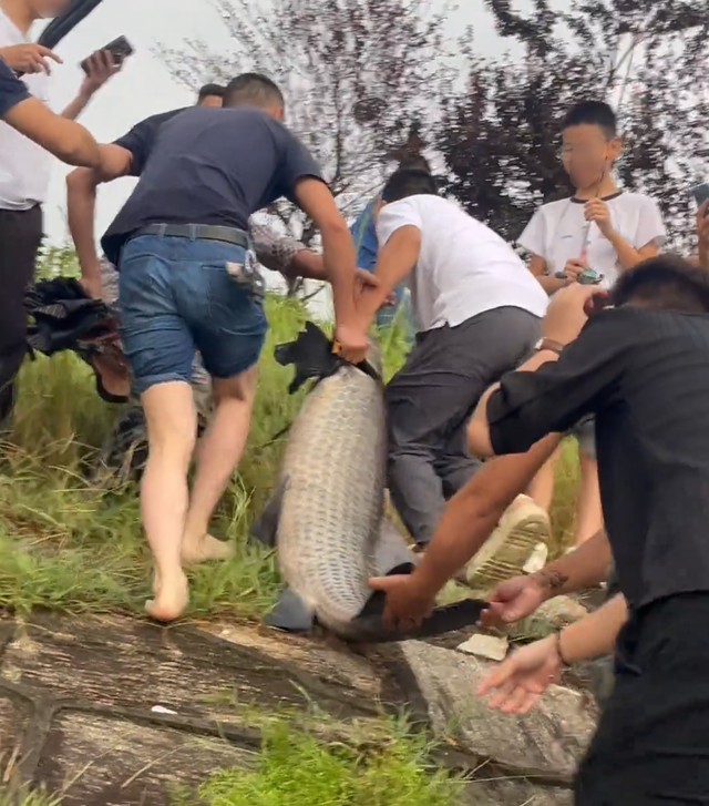 “老祖” 被钓走了？湖南男子碰上大青鱼，冒雨 5小时才钓上岸！