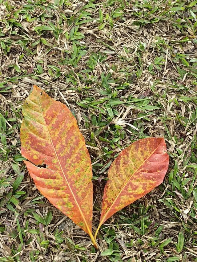 最近，不少深圳人都在捡！发图狂晒战绩，“有一种寻宝的感觉”