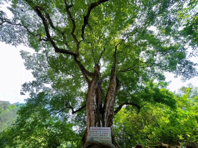 湖南1500年梓叶槭黄叶了，全国不到500株，上百年的只找到一株