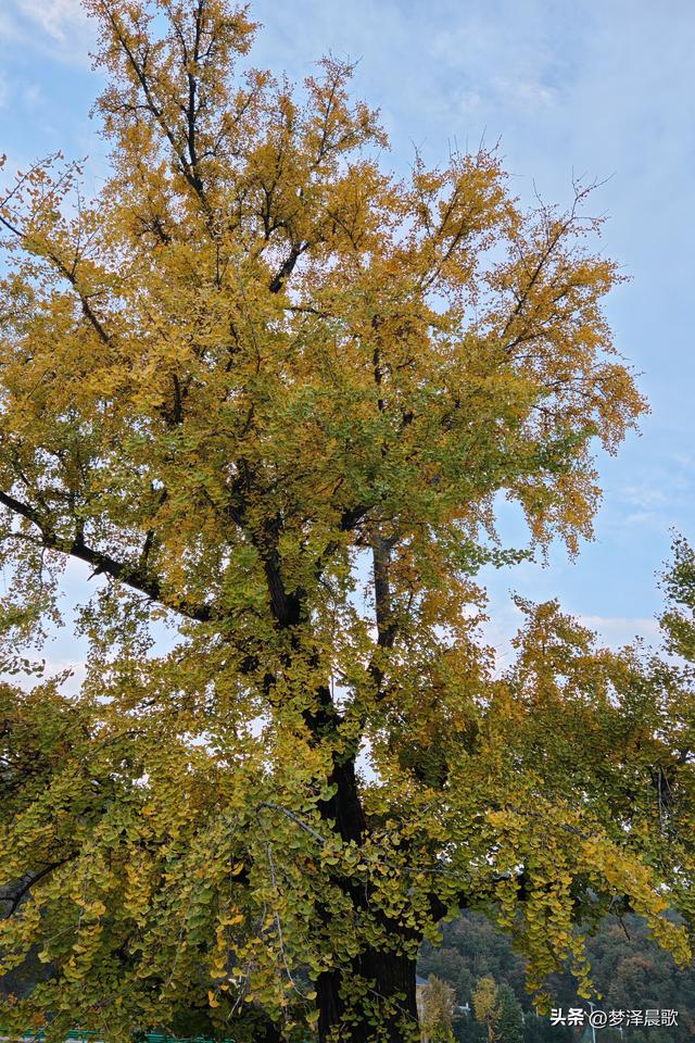 湖北随州，千年银杏谷 自然与人文的诗意交响