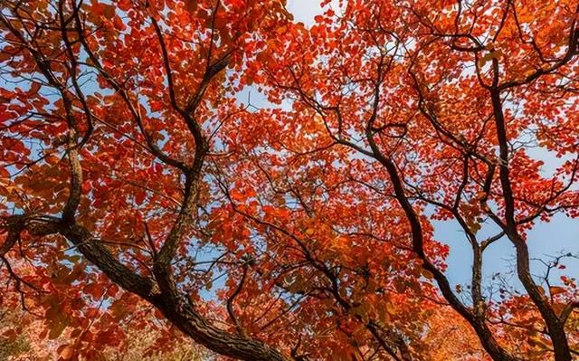 红叶竟为“新生”色？两大争议难分高下，实验给出方向