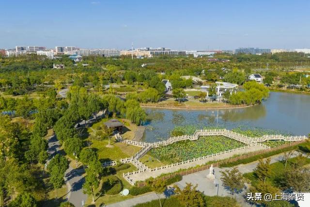 奉贤的秋天，才是上海隐藏的“顶流”！