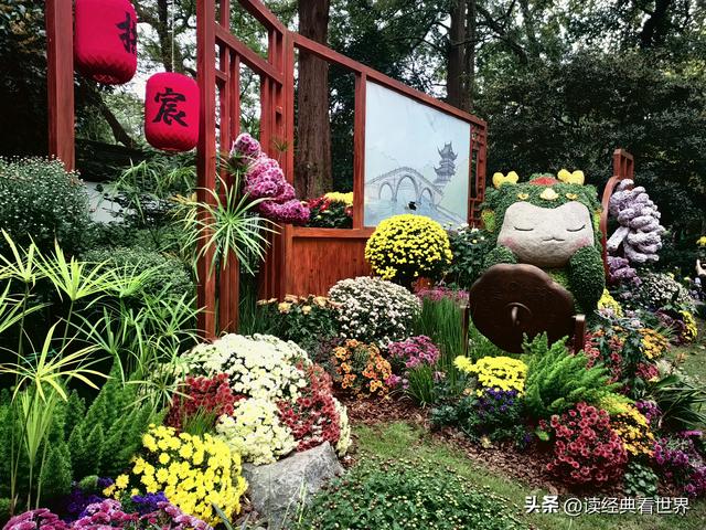 杭州植物园的菊花展——一场关于菊花的饕餮盛宴（二）