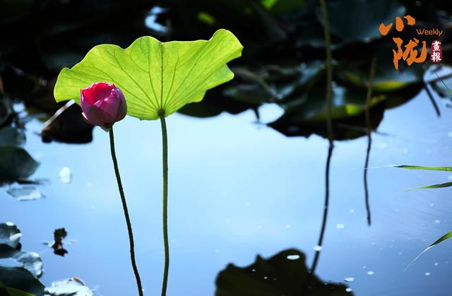【小陇画报·411期】永靖：太极岛荷花盛开 一池诗意等您来