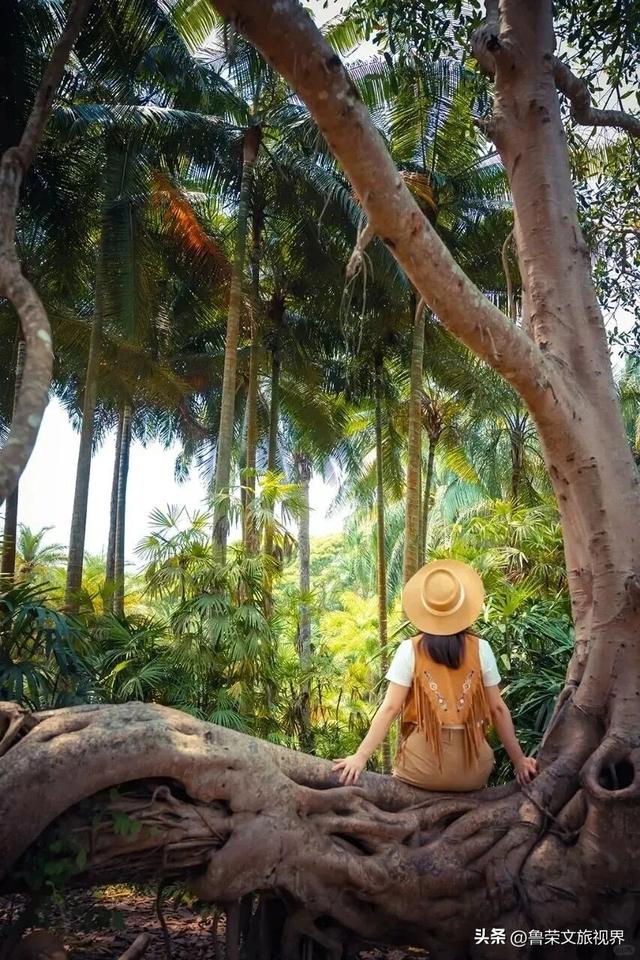 北回归线上的绿宝石：西双版纳的暖冬秘境