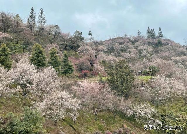 成都真正的“小林芝”盛景，被严重低估，漫山梅花，美到震撼！
