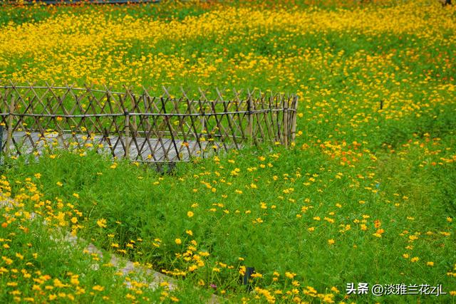 海珠湖公园秋日浪漫盛景