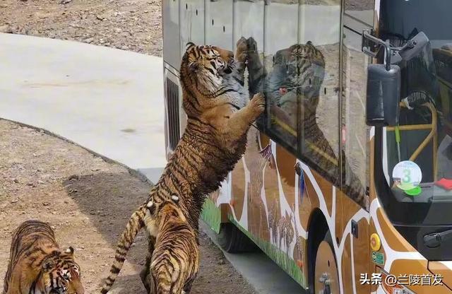 好客山东好品山东｜赶兰陵千年大集，赴一场烟火与诗意的约会