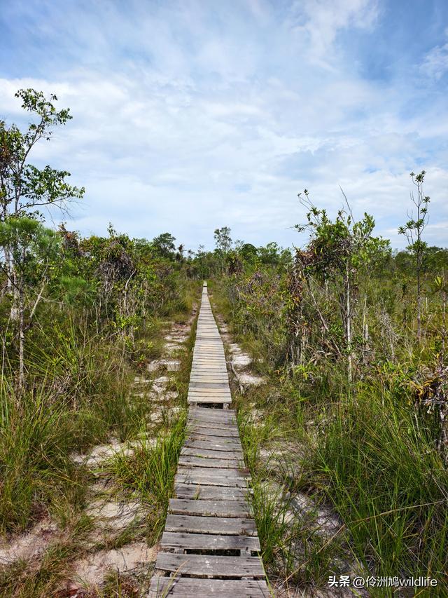 马来西亚(35)砂拉越州⑨峇哥国家公园徒步线路