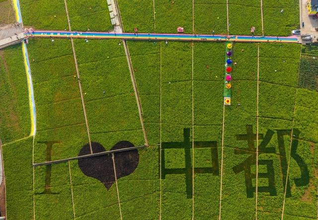 快乐值拉满！1月17日，来屏山赏油菜花海、免费吃彝家刨汤宴……