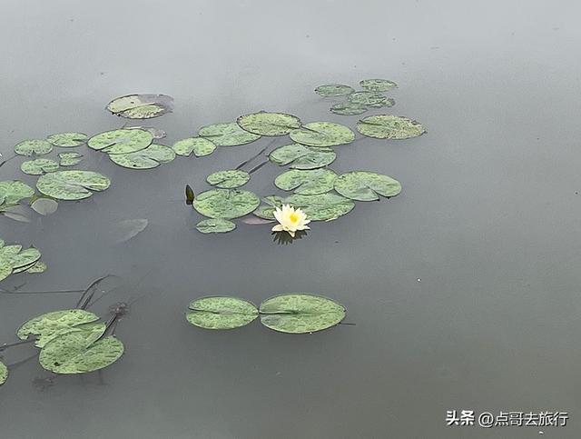 成都，最不可小看的公园，雨中超美，凉风阵阵，公共交通直达！