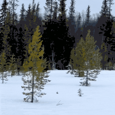 爆火的东北游里，“比家猫还乖”的雪狐不正常