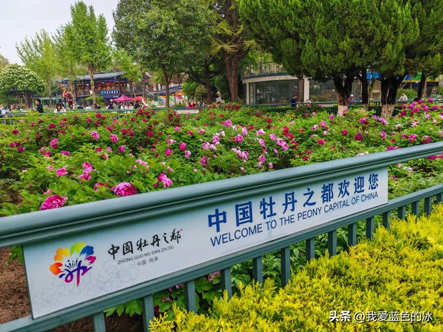 逛菏泽天香公园，这里牡丹很吸引游客，关键是二十四小时免费参观