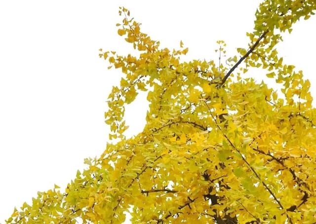 邂逅金色浪漫！银杏正当时，快来打卡！